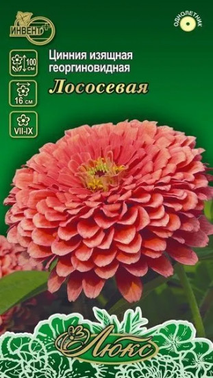 Цинния изящная георгиновидная «Лососевая»