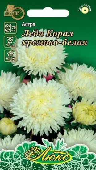 Астра «Леди Корал кремово-белая»