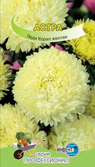 Астра «Леди корал жёлтая»