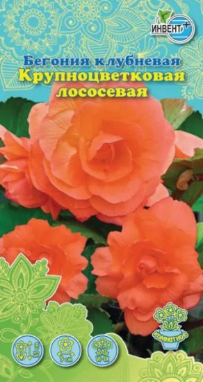 Бегония клубневая «Крупноцветковая лососевая»