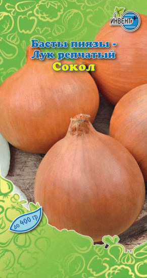 Лук репчатый «Сокол»