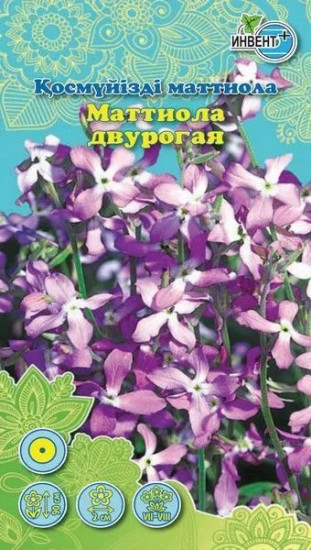Маттиола двурогая