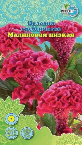 Целозия гребенчатая «Малиновая»