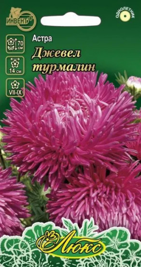 Астра «Джевел Турмалин»