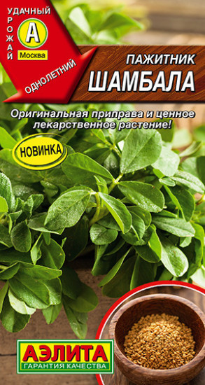 Пажитник «Шамбала»