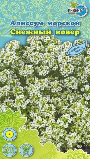 Алиссум морской «Снежный ковер»
