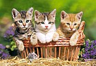Три котенка