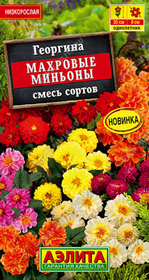 Георгина «Махровые миньоны»