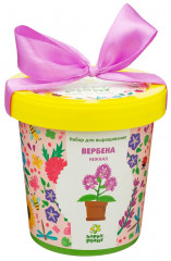Набор для выращивания «Вербена нежная»