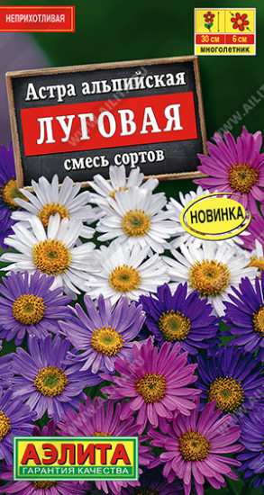Астра альпийская «Луговая»