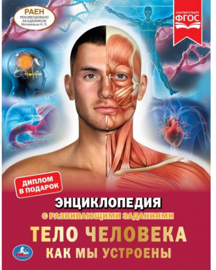 Тело человека. Как мы устроены