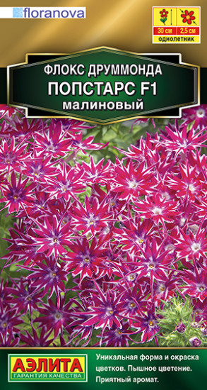 Флокс друммонда «Попстарс F1»