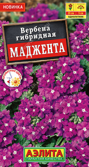 Вербена «Маджента»