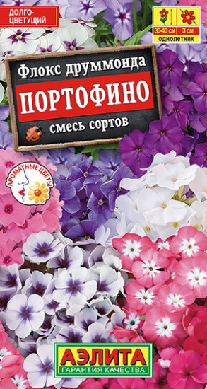 Флокс друммонда «Портофино»