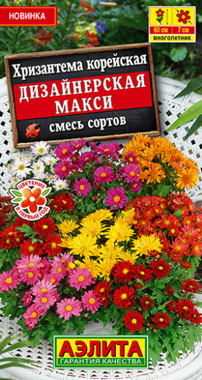 Хризантема «Дизайнерская макси»