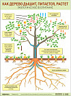 Плакат «Как дерево дышит, питается, растет» к программе «Юный эколог»