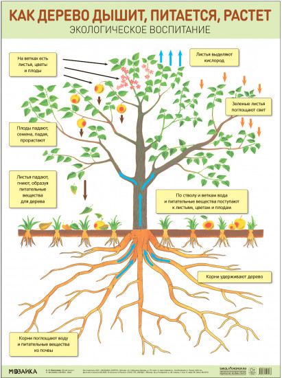 Плакат «Как дерево дышит, питается, растет» к программе «Юный эколог»