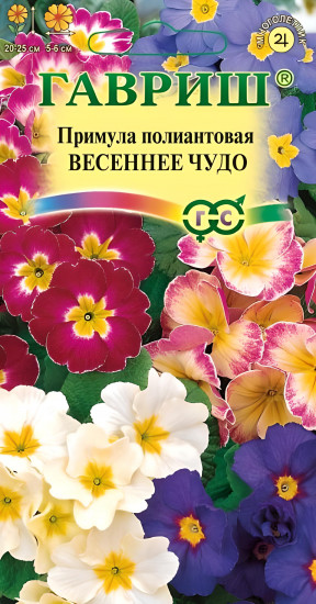 Примула «Весеннее чудо»