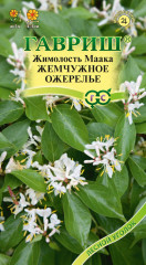 Жимолость Маака «Жемчужное ожерелье»