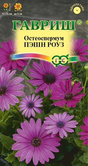 Остеоспермум «Пэшн роуз»