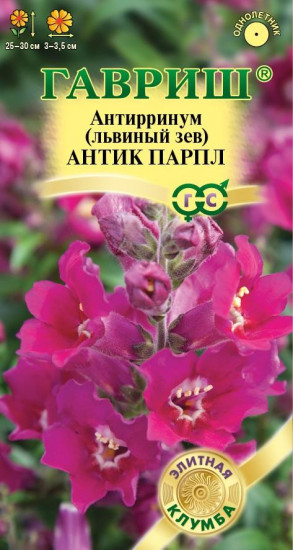 Антирринум «Парпл»