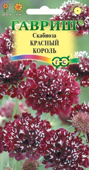 Скабиоза «Красный король»