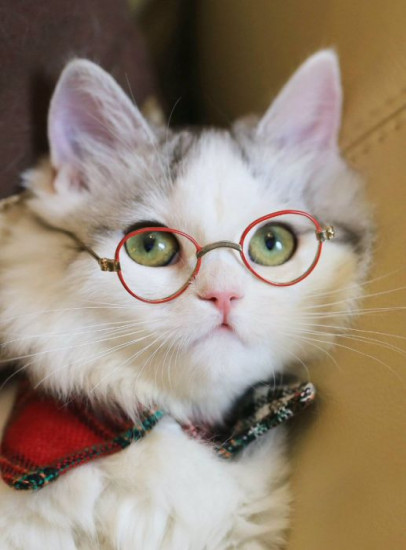 Мозаика алмазная «Котик»