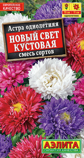 Астра «Новый свет кустовая»