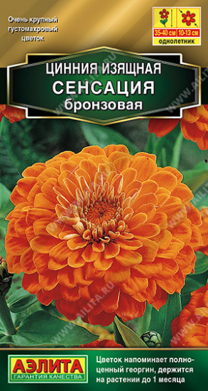 Цинния «Сенсация бронзовая»