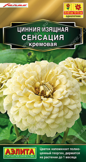 Цинния «Сенсация кремовая»