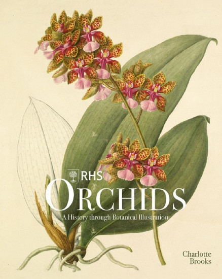 Orchids