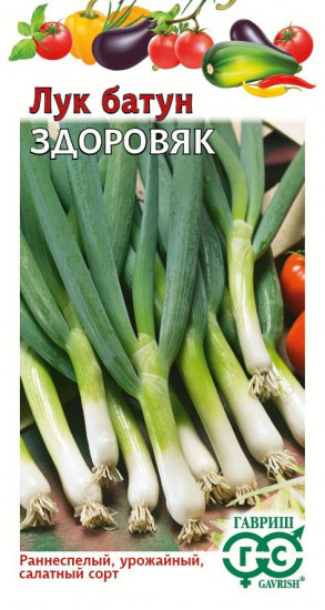 Лук батун «Здоровяк»