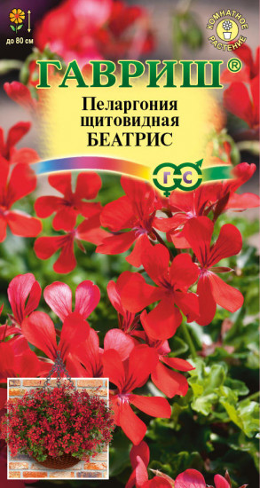 Пеларгония «Беатрис»»