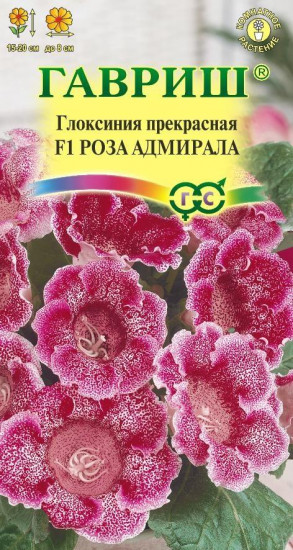 Глоксиния «Роза адмирала F1»