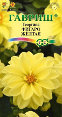 Георгина «Фигаро жёлтая»