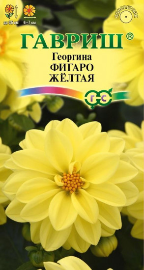 Георгина «Фигаро жёлтая»