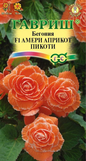Бегония «Амери априкот пикоти F1»