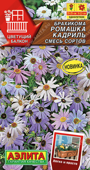 Брахикома «Ромашка кадриль»