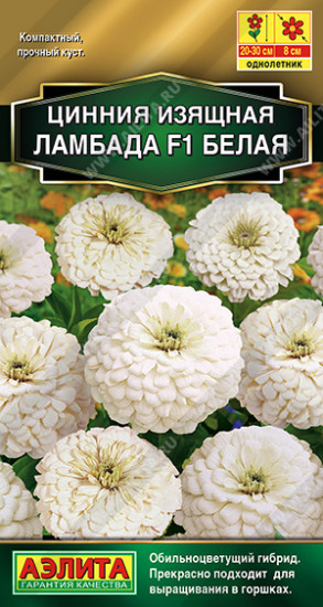 Цинния «Ламбада F1 белая»