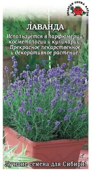 Лаванда «Вознесенская 34» | Золотая сотка Алтая