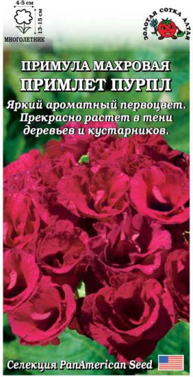 Примула махровая «Примлет Пурпл»