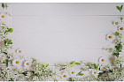 Фотофон «Белые доски с ромашками»
