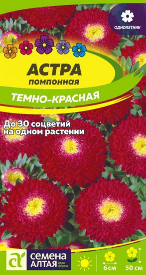 Астра помпонная «Тёмно-красная»