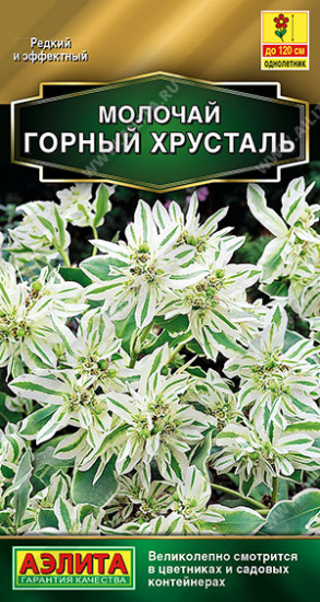 Молочай «Горный хрусталь»