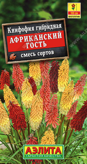 Книфофия «Африканский гость»