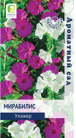 Мирабилис ухажер «Ялапа»