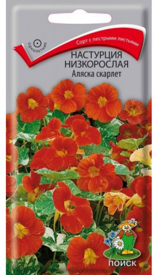 Настурция низкорослая «Аляска скарлет»