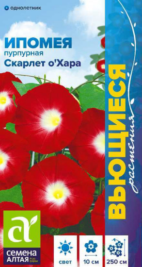 Ипомея пурпурная «Скарлет охара»