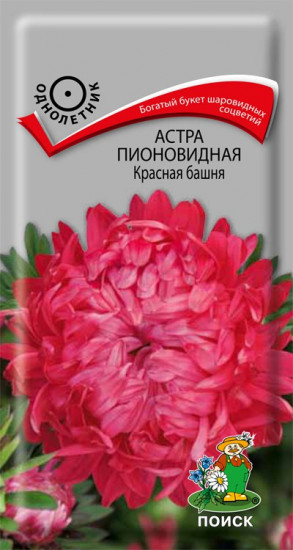 Астра пионовидная «Красная башня»