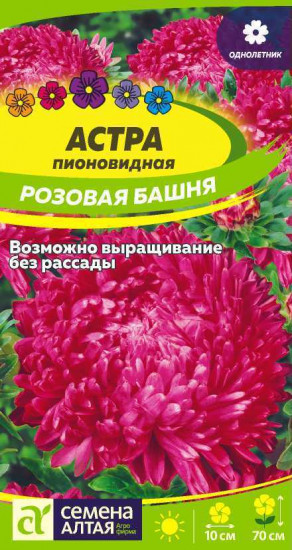 Астра «Розовая башня»